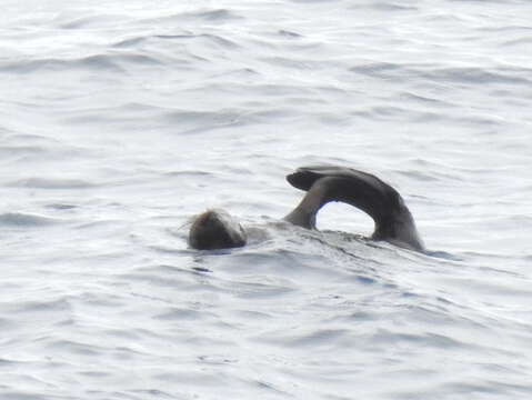 Image of Guadalupe Fur Seal