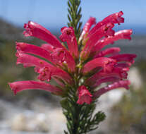 Image of Erica regia subsp. mariae (Guthrie & Bolus) E. G. H. Oliv. & I. M. Oliv.