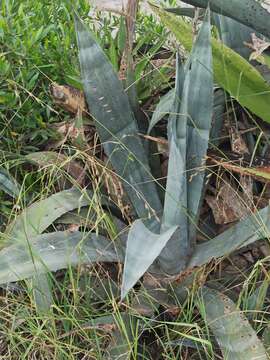 Image de Agave americana subsp. americana