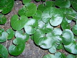 Image of European wild ginger