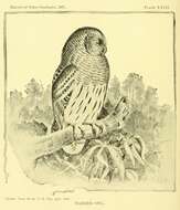 Image of Barred Owl