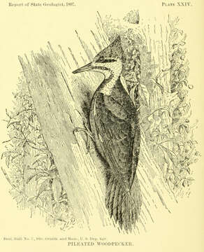 Image of Dryocopus Boie & F 1826