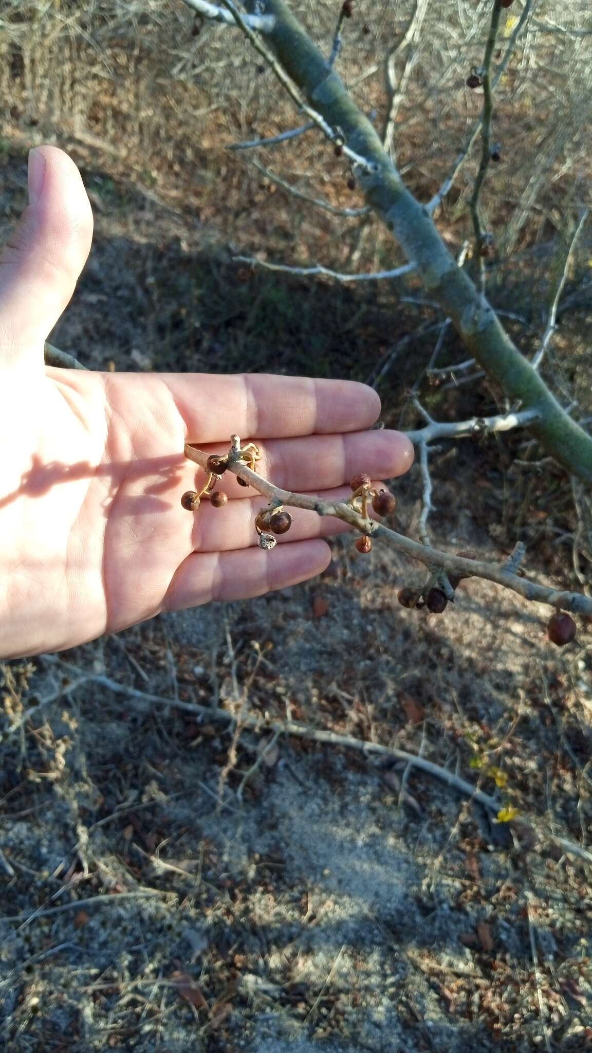 Image of Bursera silviae Rzed. & Calderón