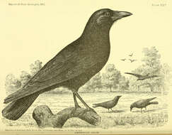 Image of American Crow