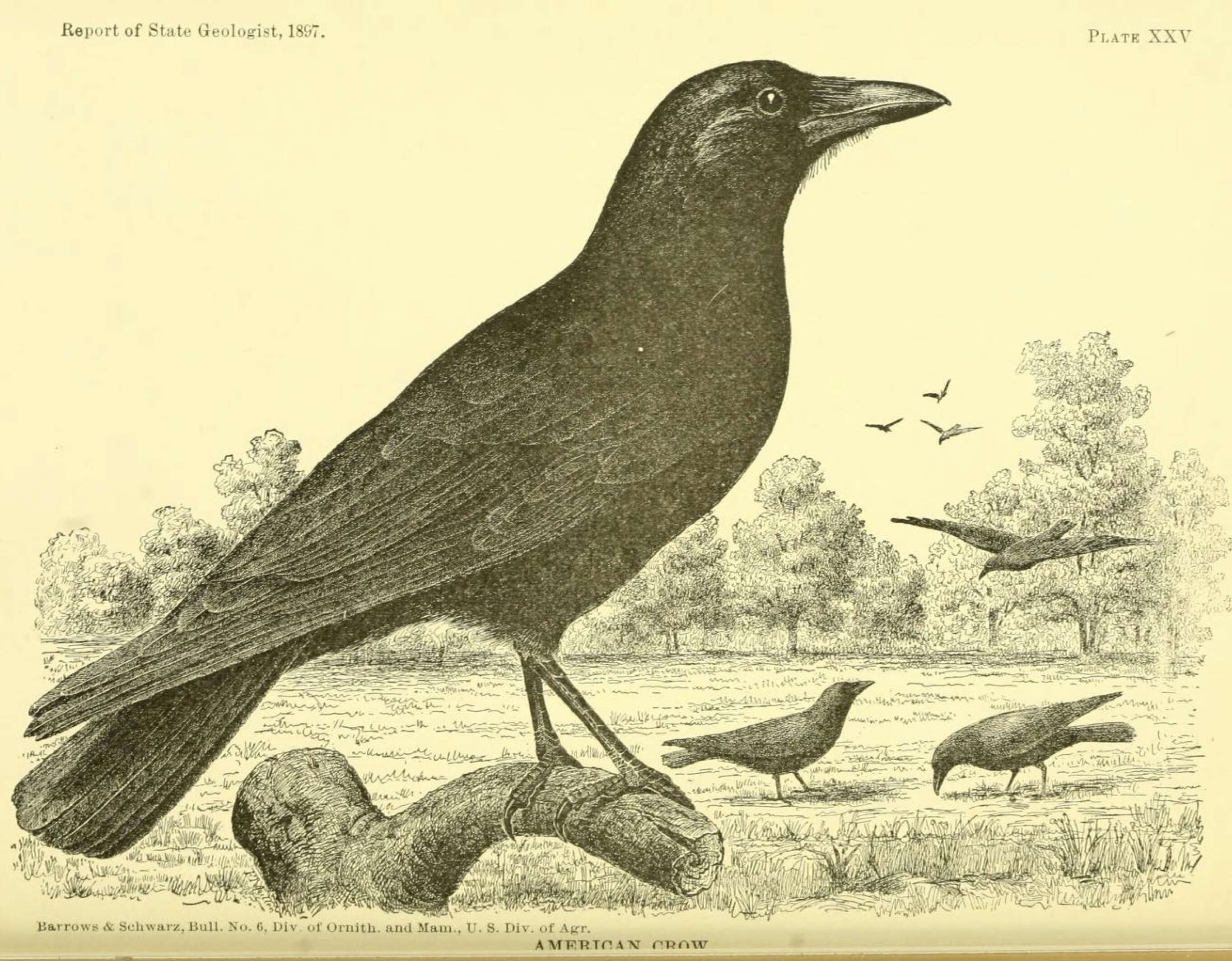 Image of American Crow