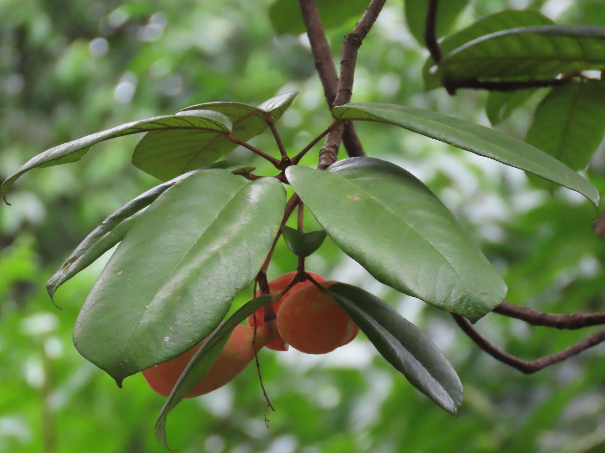 Imagem de Sterculia cordata Bl.