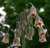 Image of Allium siculum Ucria