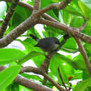 Image of Mauritius Grey White-eye