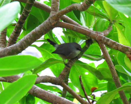 Image of Mauritius Grey White-eye