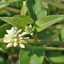 صورة Alternanthera flavescens (Mart.) Kunth