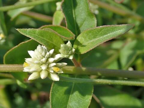 صورة Alternanthera flavescens (Mart.) Kunth