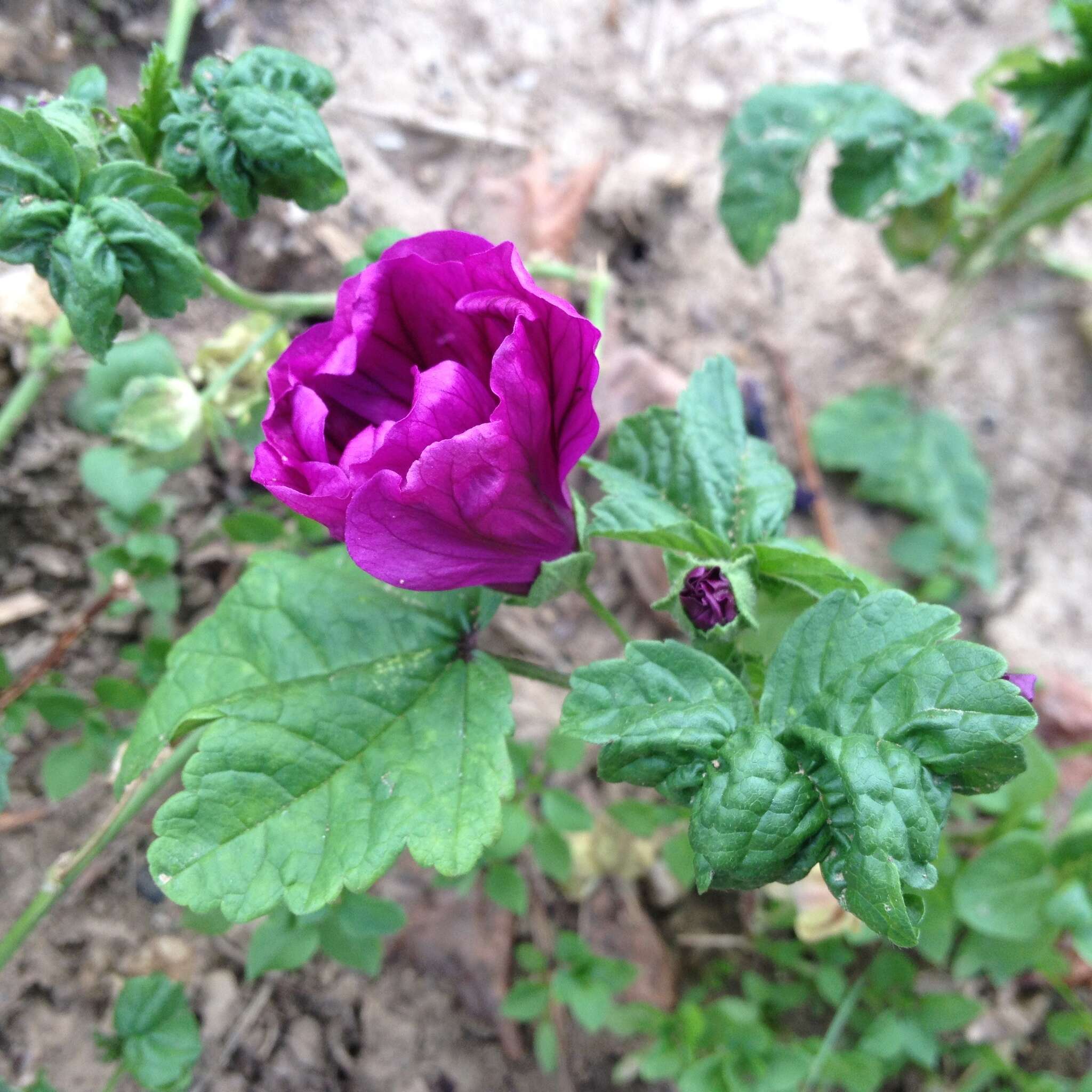 Image of Malva sylvestris var. mauritiana (L.) Boiss.