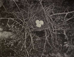 Image of Black-billed Cuckoo