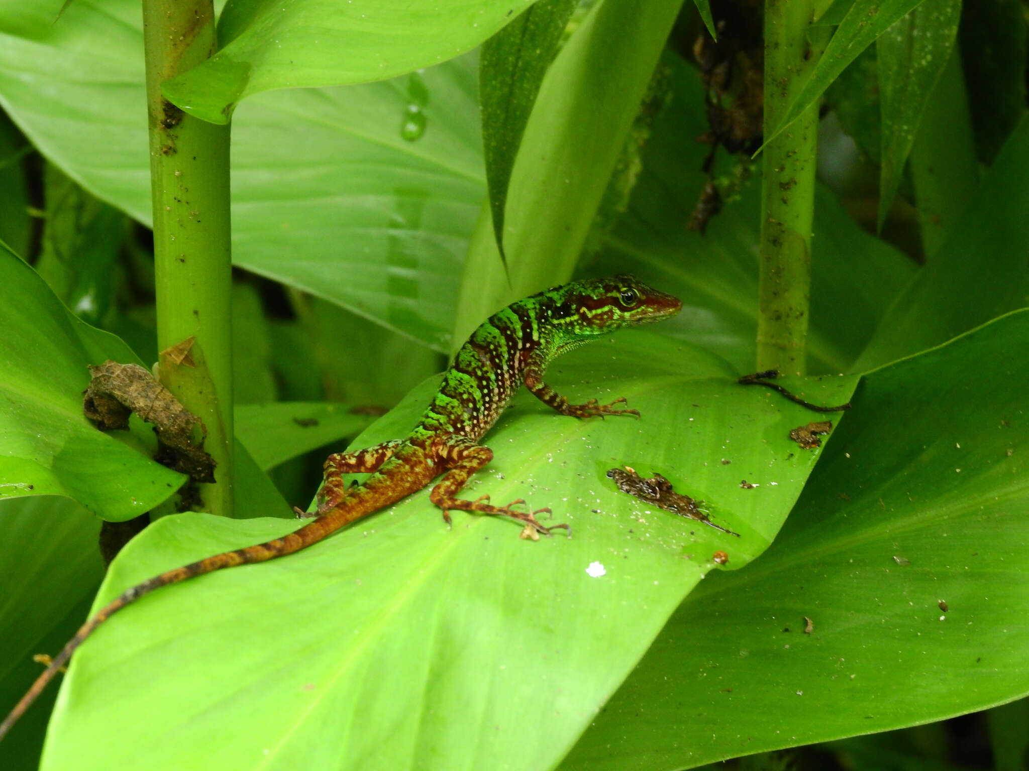 Sivun Anolis ventrimaculatus Boulenger 1911 kuva