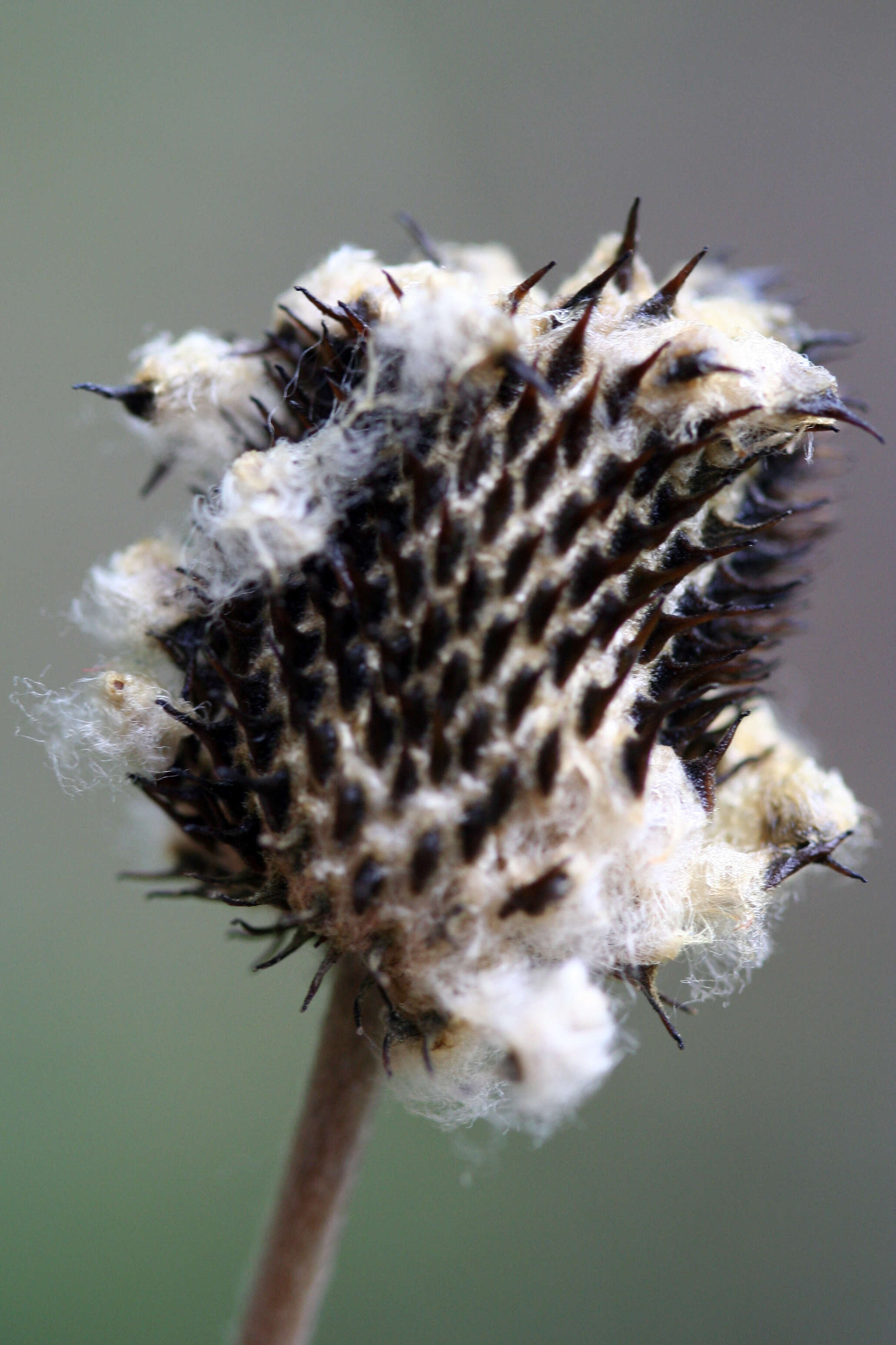 Image of tall thimbleweed