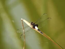 Pseudothemis zonata (Burmeister 1839) resmi