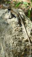 Image of Eastern Fence Lizard