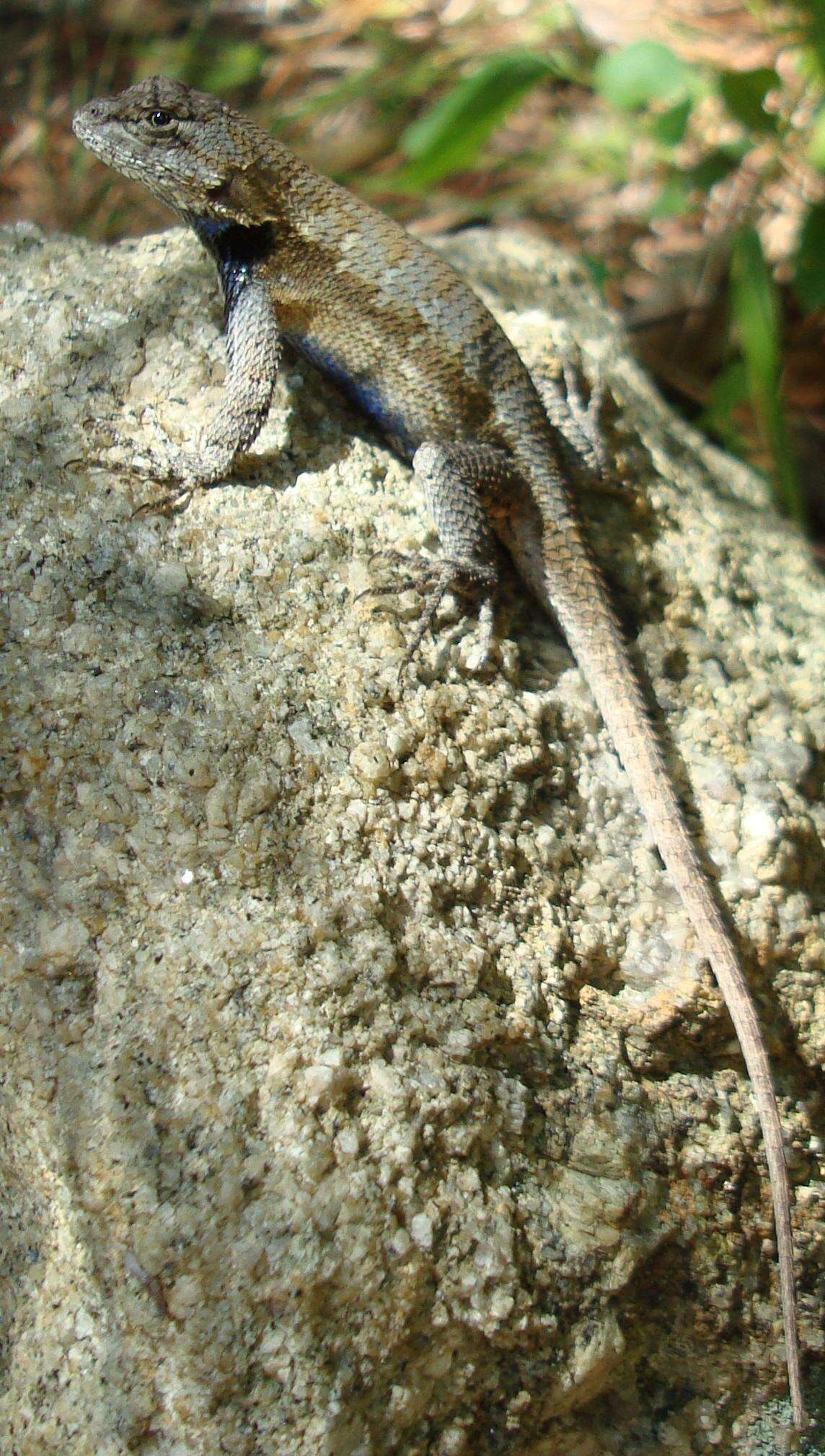 Plancia ëd Sceloporus undulatus (Bosc & Daudin 1801)