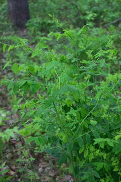 Image of Black Pea