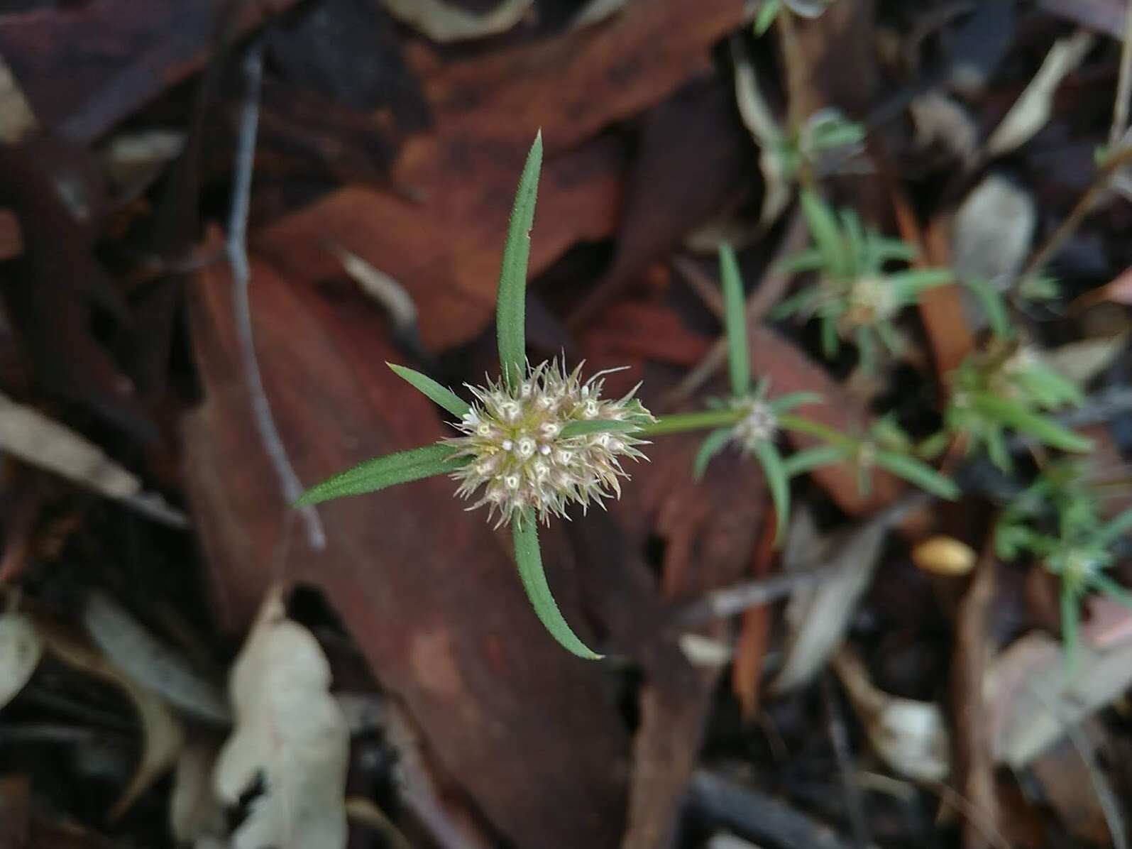 Plancia ëd Spermacoce brachystema R. Br. ex Benth.