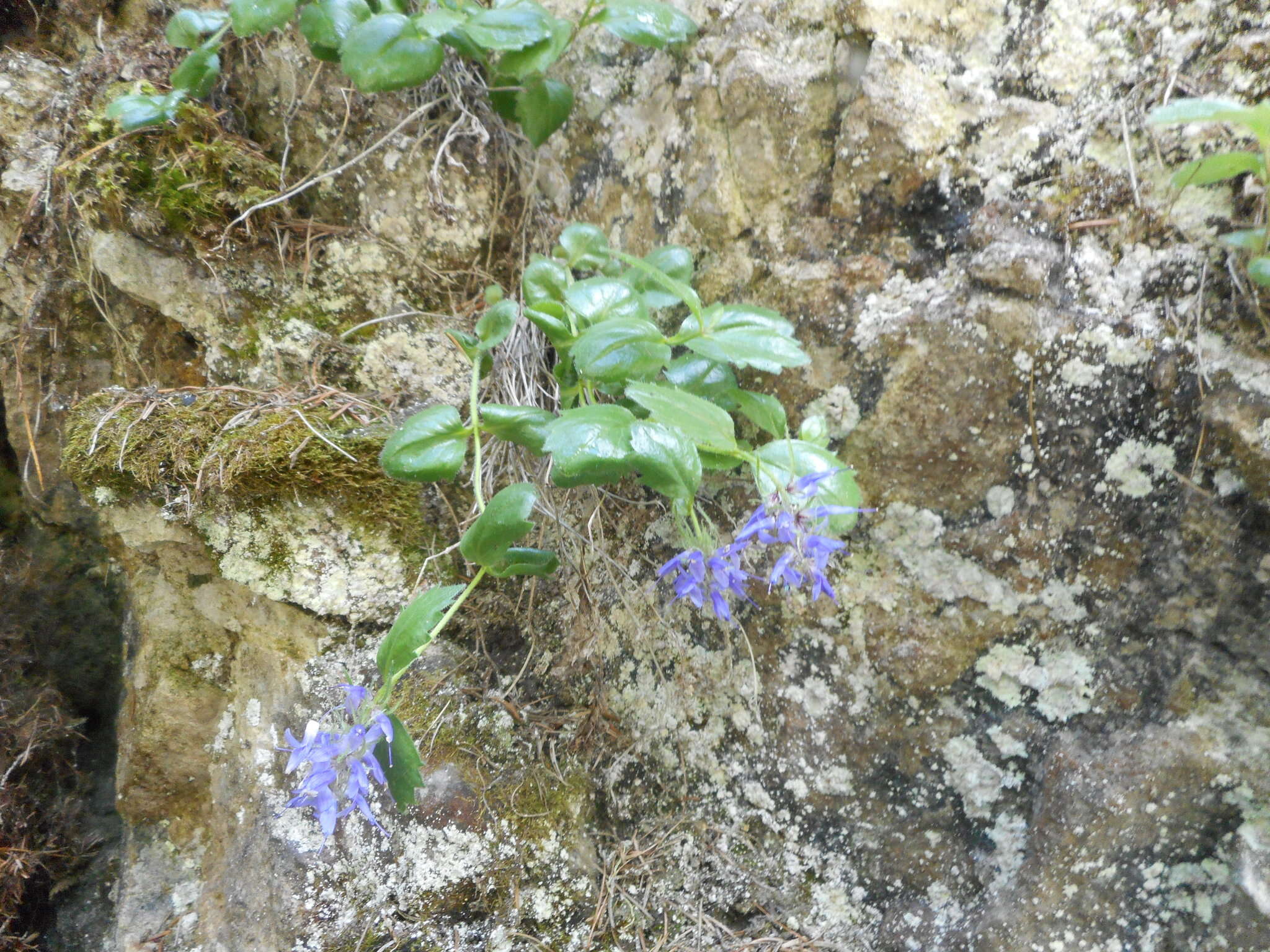 Image de Paederota bonarota (L.) L.