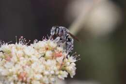 Imagem de Megachile spinotulata Mitchell 1934