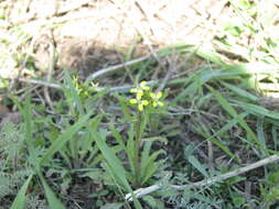 Image of bushy wallflower