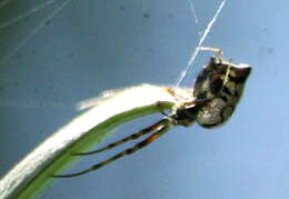 Image of Leucauge medjensis Lessert 1930