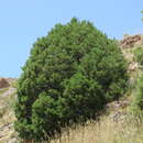 Sivun Juniperus semiglobosa Regel kuva