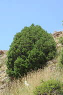Imagem de Juniperus semiglobosa Regel