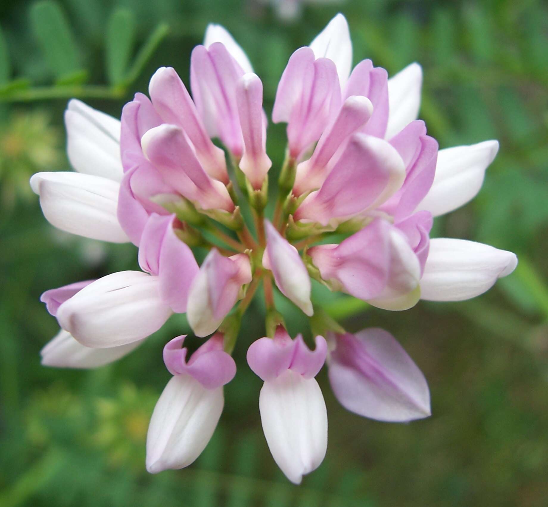 Image of crown vetch