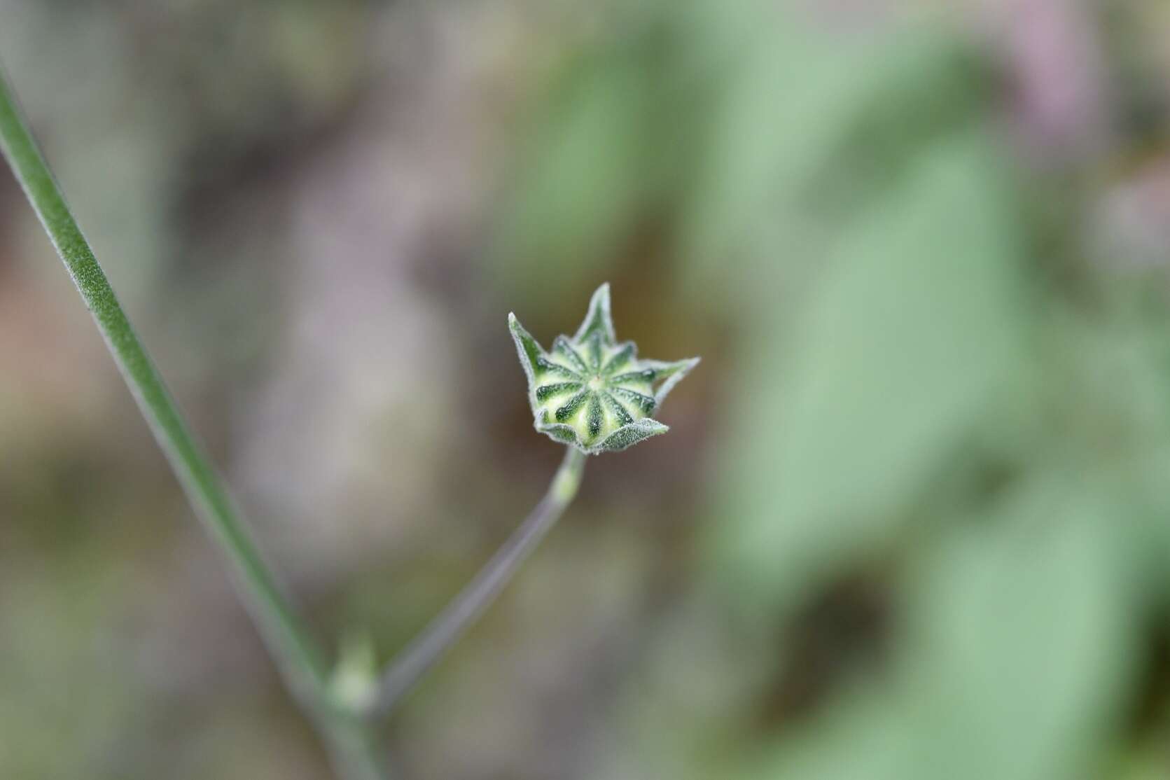 Anoda crenatiflora Orteg. resmi