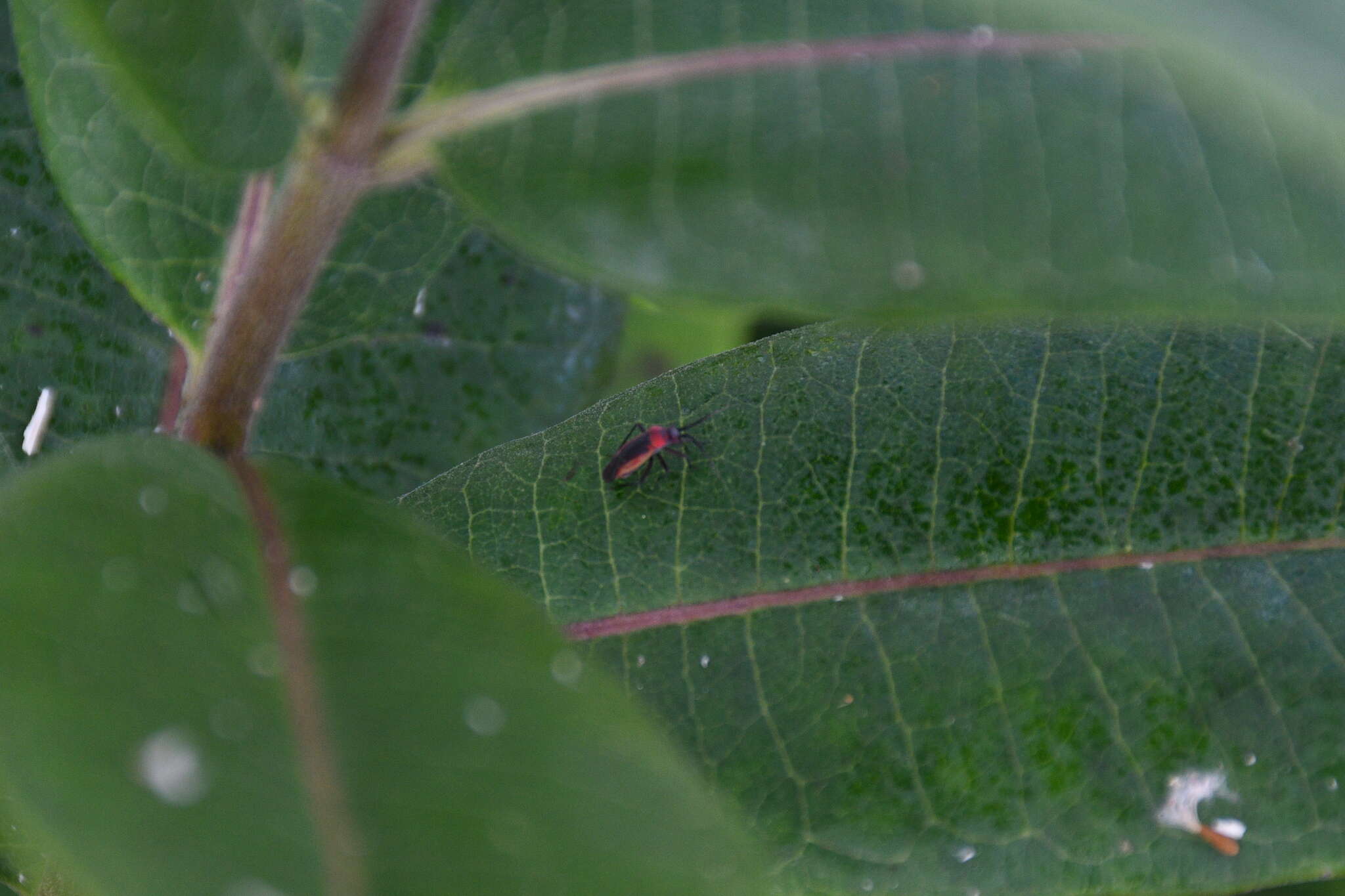 Lopidea instabilis (Reuter 1909)的圖片