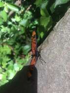 Image de Acraea acara Hewitson 1865