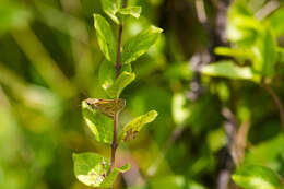 Atalopedes campestris Boisduval 1852 resmi