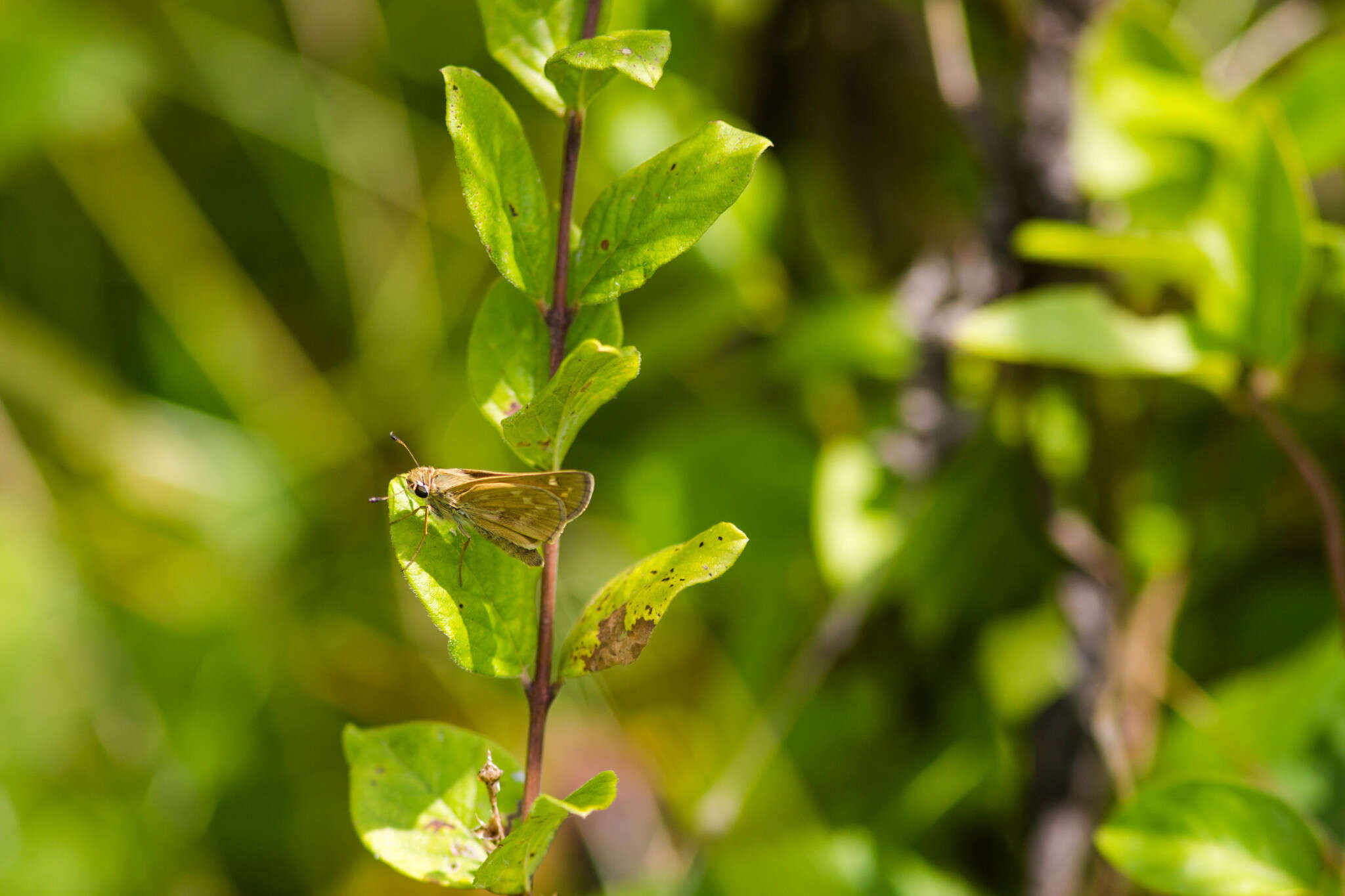 Atalopedes campestris Boisduval 1852 resmi