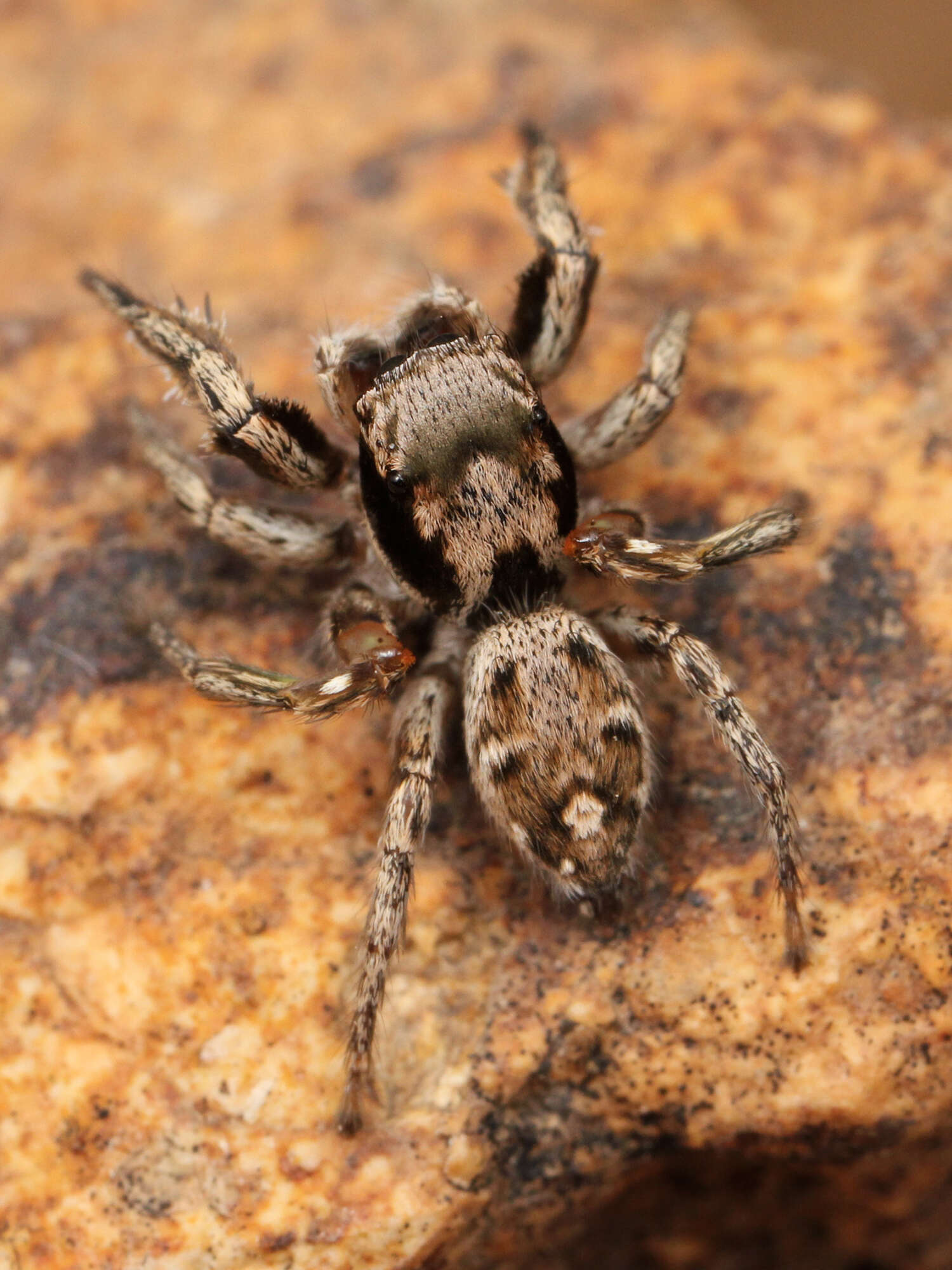 Image of Habronattus coecatus (Hentz 1846)