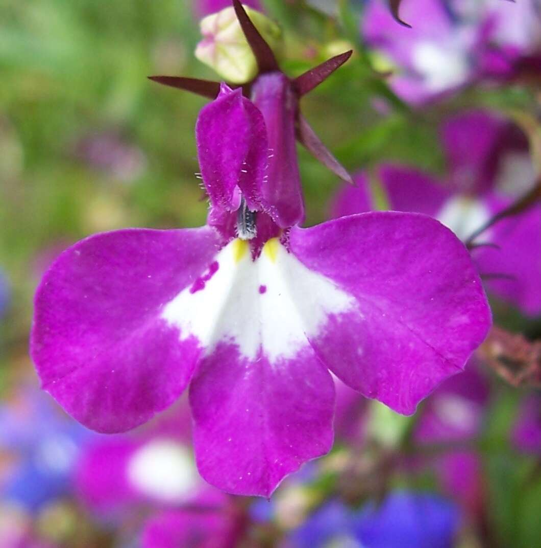 Image of edging lobelia