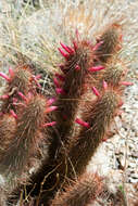 Image of Cleistocactus hyalacanthus subsp. tarijensis (Cárdenas) Mottram