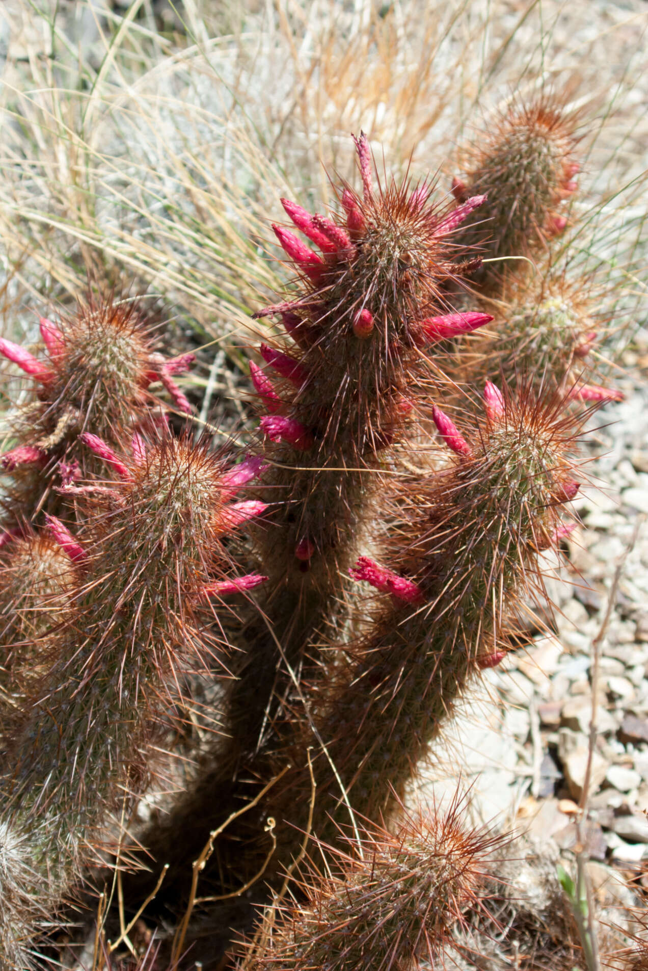 Image of Cleistocactus hyalacanthus subsp. tarijensis (Cárdenas) Mottram