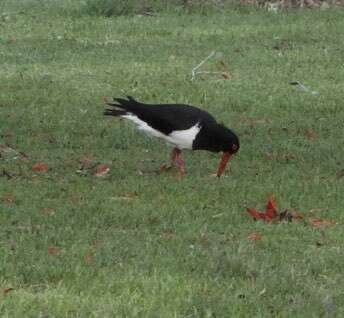 Image of Australian Pied Oystercatcher