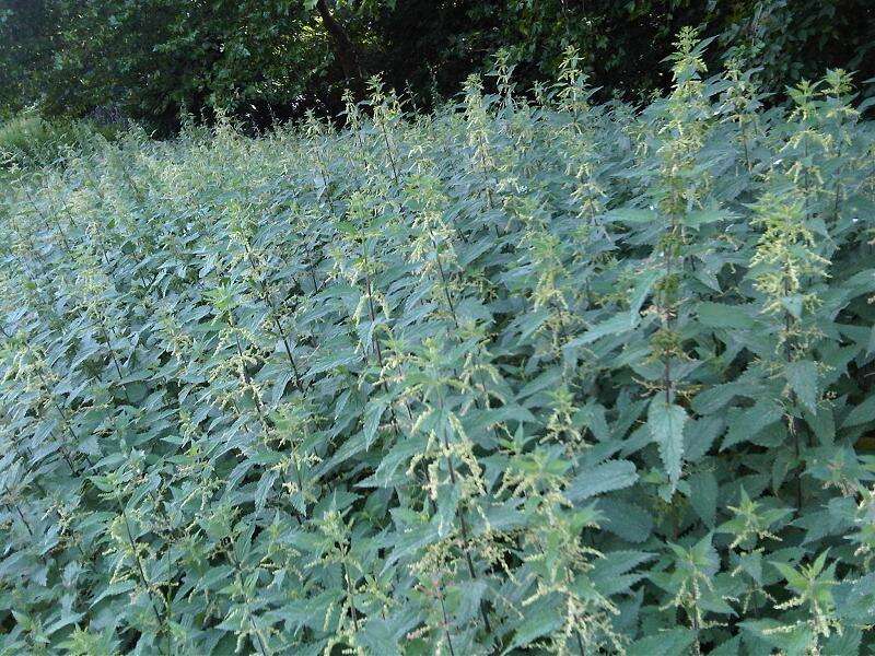 Image of Common Nettle