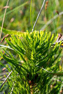 Image of Berzelia alopecuroides (Thunb.) Sond.