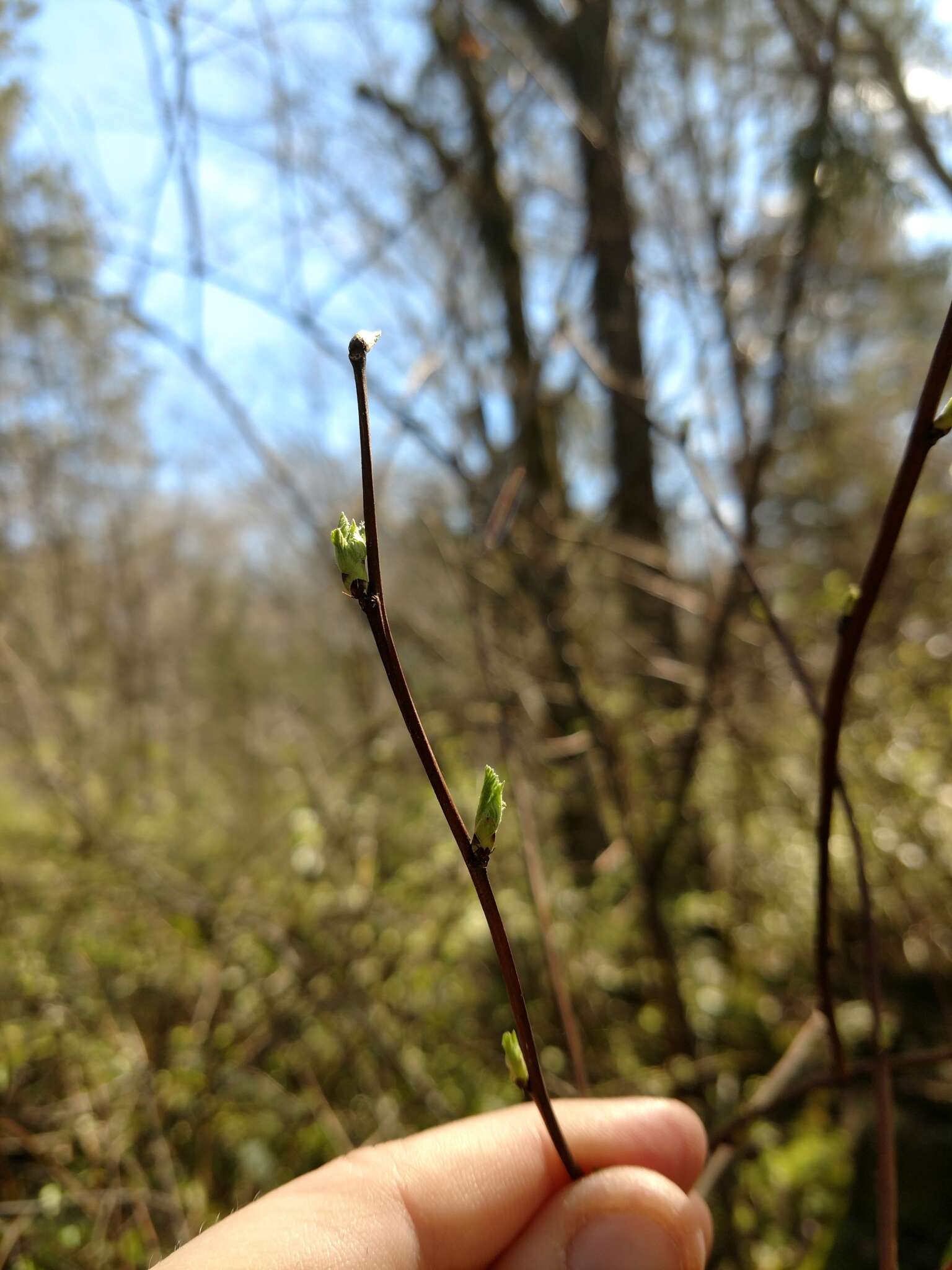 Neviusia alabamensis A. Gray的圖片