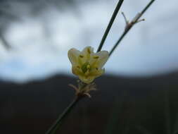 Image of Asparagus plocamoides Webb ex Svent.