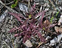 Pedicularis labradorica Wirsing resmi