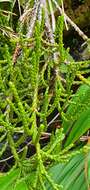 Image of Veronica hectorii subsp. coarctata (Cheesem.) Garn.-Jones