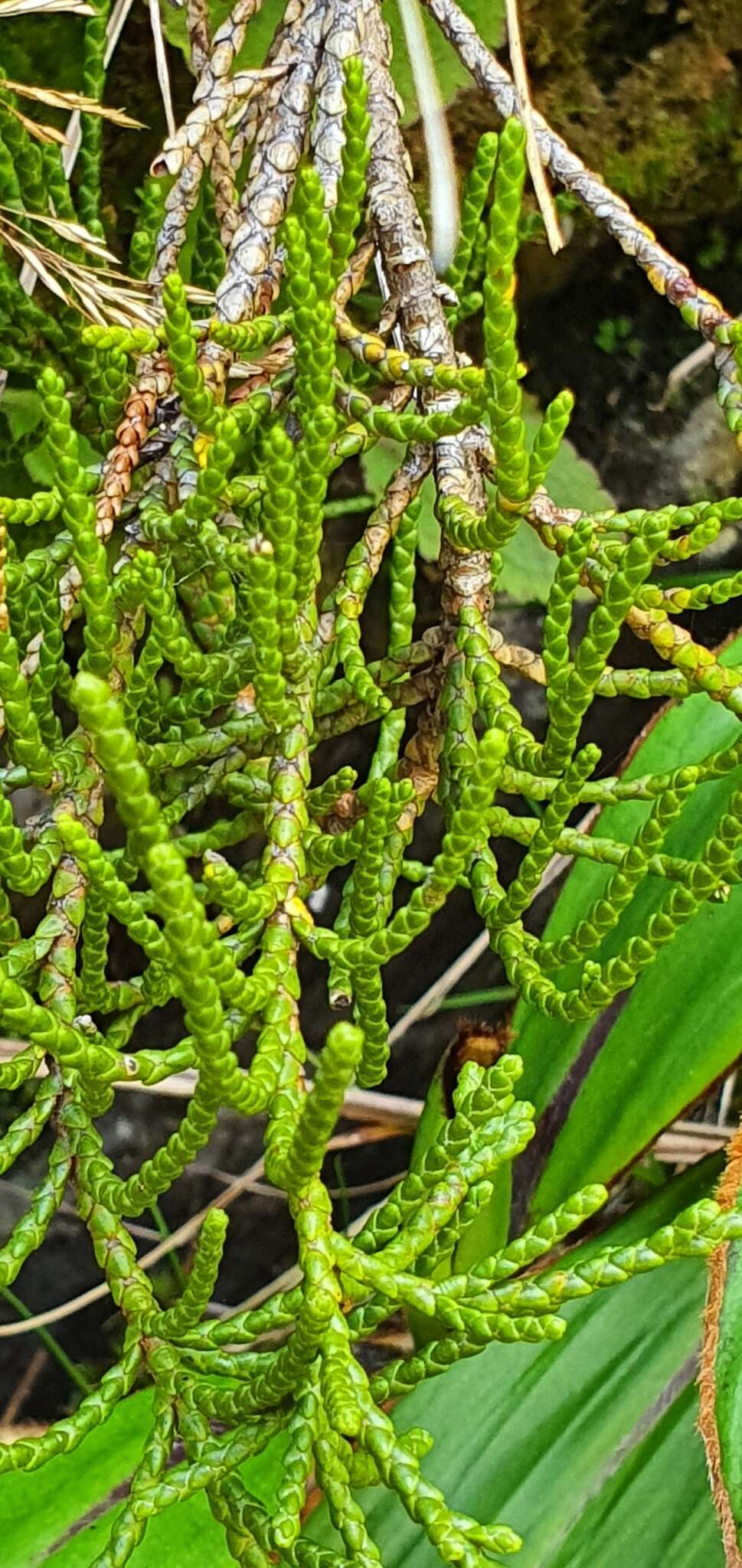 Veronica hectorii subsp. coarctata (Cheesem.) Garn.-Jones resmi