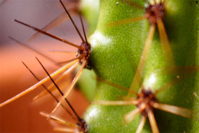 Image of Organ Pipe Cactus