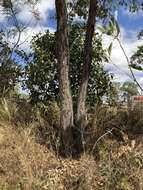 Sivun Eucalyptus drepanophylla F. Müll. ex Benth. kuva